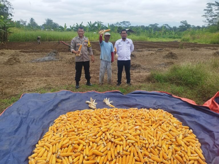 Ketahanan Pangan, Polsek Cijeungjing Polres Ciamis Panen Jagung Bersama Poktan Tunas Mekar
