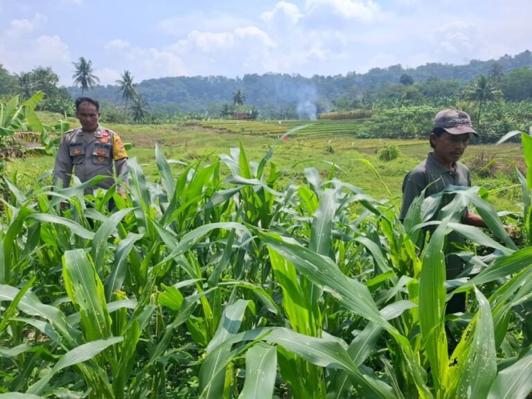 Ketahanan Pangan, Polsek Cimaragas Polres Ciamis Cek Area Tanam Jagung di LBS Janggala