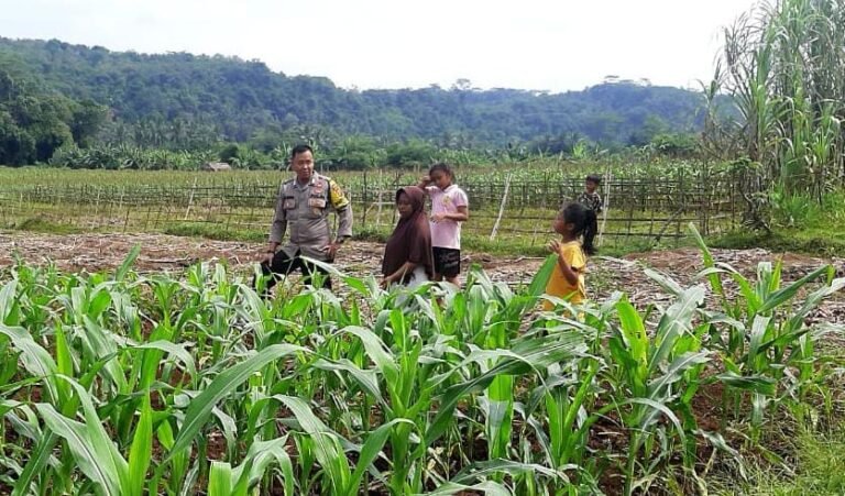 Polsek Cijeungjing Dukung Program Ketahanan Pangan Lewat Monitoring Pertanian Jagung di Desa Bojongmengger