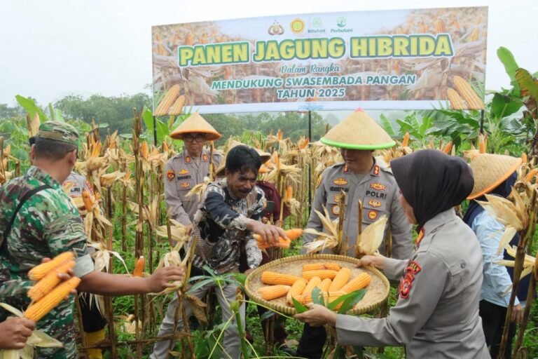 Kapolres dan Ketua TP-PKK Kabupaten Ciamis Panen Jagung di Lahan Poktan Kencana Mukti