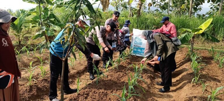 Ketahanan Pangan, Polsek Banjarsari Polres Ciamis Panen Jagung Bersama di Lahan Desa Cibadak