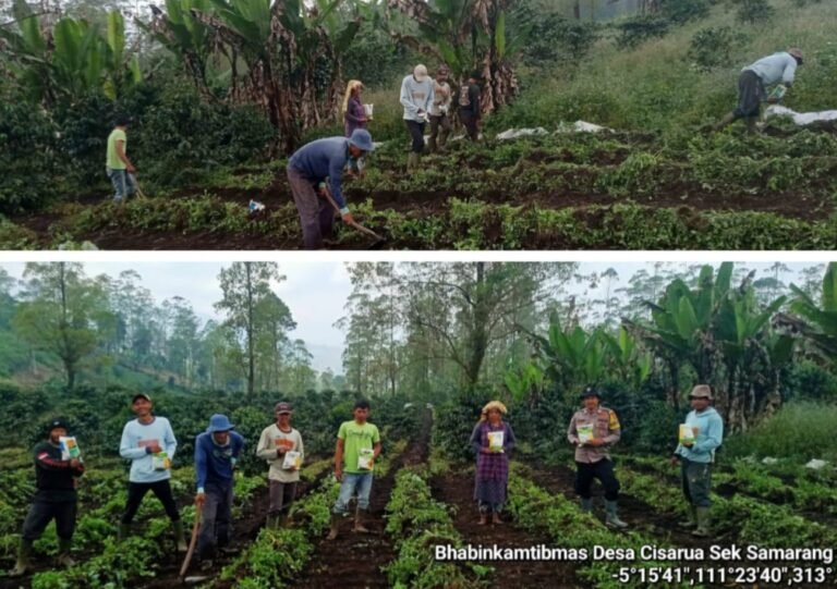 Polsek Samarang Giat Patroli dan Monitoring Lahan Penanaman Jagung di Poktan Sinar Saluyu Desa Cisarua.