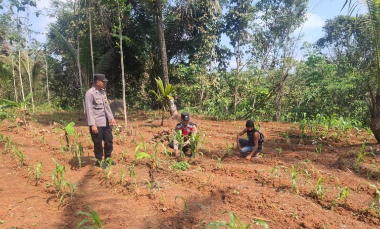 Polsek Sukadana Lakukan Monitoring Tanaman Jagung, Wujud Dukungan Polisi terhadap Ketahanan Pangan di Ciamis