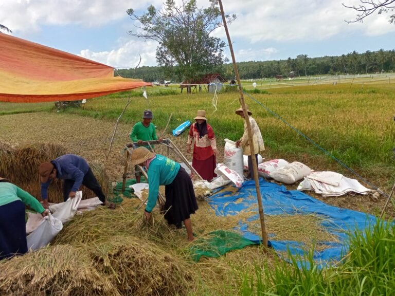 BPP Dungkek Dukung Program Swasembada Pangan Nasional, Padi Jadi Komoditas Unggulan