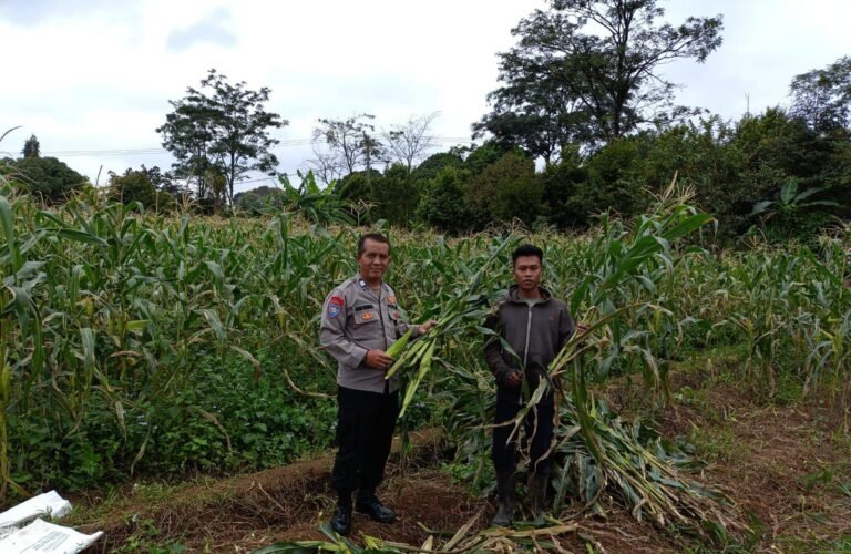 Ketahanan Pangan, Polsek Cipaku Polres Ciamis Panen Jagung Bersama Warga Jalatrang