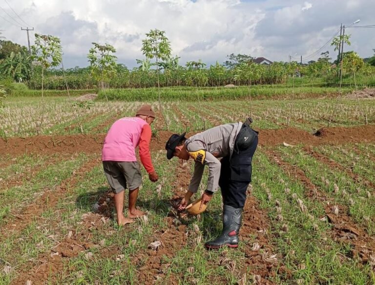Ketahanan Pangan, Polres Ciamis Ikut Tanam Jagung Bareng Poktan Sriwaringin Gegempalan