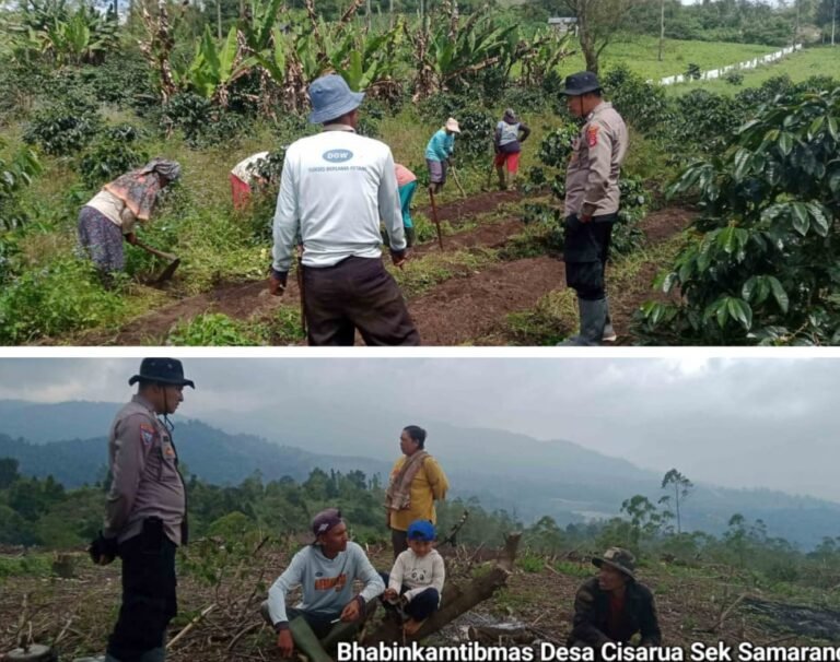 Kapolsek Samarang Monitoring Lahan Non-LBS Penanaman Jagung di Desa Cisarua