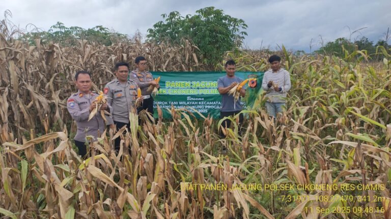 Ketahanan Pangan, Polsek Cikoneng Polres Ciamis Panen Jagung Bersama Poktan di Babakan