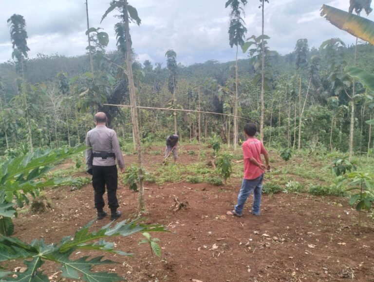 Polsek Cisaga Dukung Ketahanan Pangan Lewat Pengecekan Lahan Jagung di Desa Girimukti
