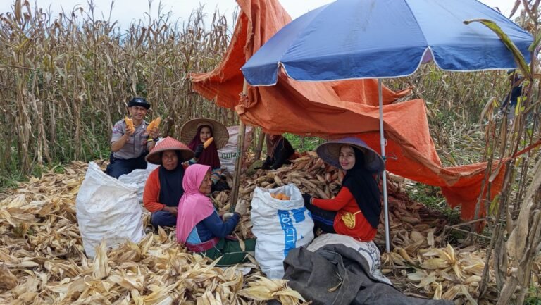 Polsek Cikoneng Kawal Panen Jagung di Lahan LBS, Kapolres Ciamis Apresiasi Sinergi Kepolisian dengan Petani