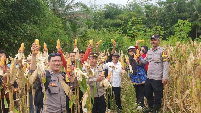 Ketahanan Pangan, Polsek Ciamis Polres Ciamis Panen Jagung Bersama Poktan Palaguna
