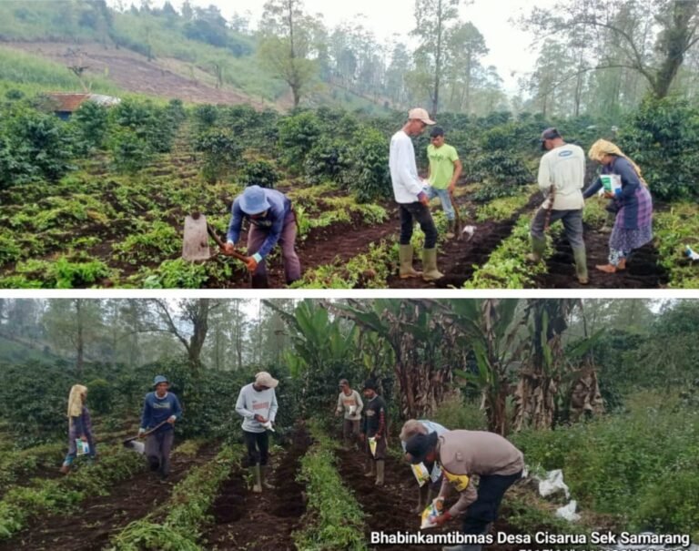 Kapolsek Samarang Monitoring Lahan Non-LBS Penanaman Jagung di Desa Cisarua
