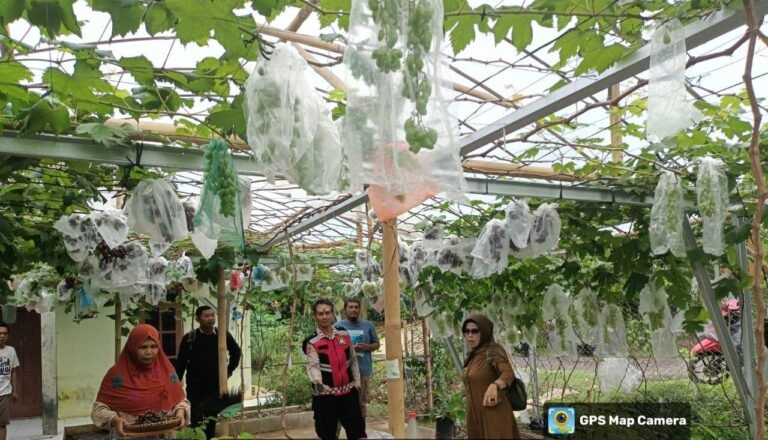 Polsek Cisaga Kawal Program Ketahanan Pangan, Bhabinkamtibmas Monitoring Budidaya Anggur di Desa Wangunjaya