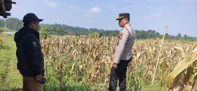 Polsek Cikoneng Bersama Penyuluh Pertanian Lakukan Pengecekan Lahan Jagung di Wanasigra, Warga Apresiasi Peran Kepolisian