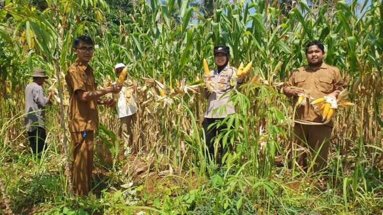 Polsek Ciamis Dampingi Kegiatan Panen Jagung di Desa Pusakanagara, Wujud Dukungan Polri terhadap Ketahanan Pangan