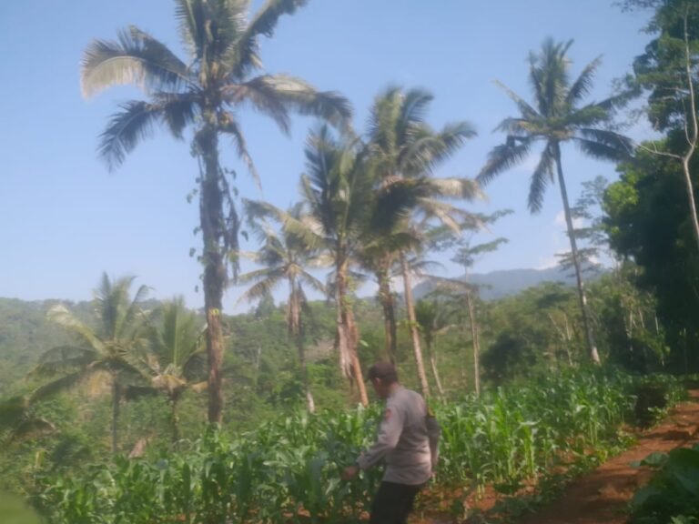 Ketahanan Pangan, Polres Ciamis Ikut Pantau Pertanian Jagung Warga di Desa Budiasih