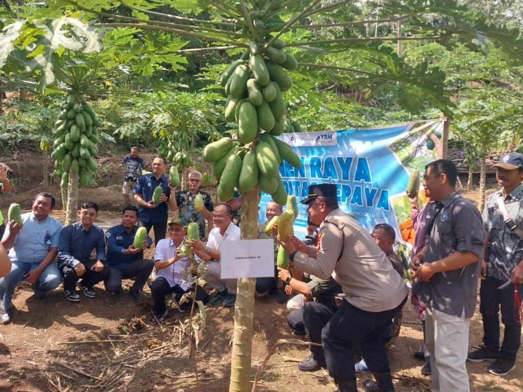 Kegiatan Panen Raya Komuditatas Pepaya Tahun 2025