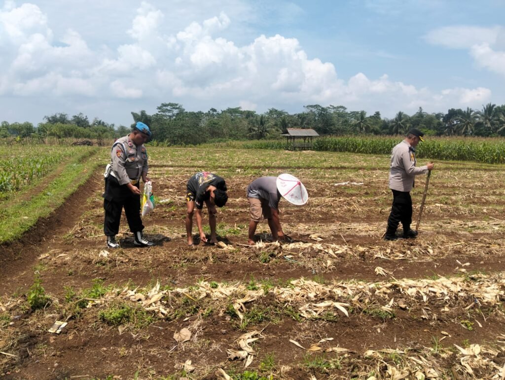 Polsek Cikoneng Dukung Ketahanan Pangan Lewat Kegiatan Penanaman Benih Jagung di Desa Cikoneng