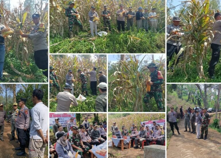 Polsek Samarang Gelar Panen Jagung Serentak Kuartal III di Lahan Non-LBS di Wilayah Samarang