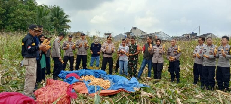 Polres Ciamis Dukung Swasembada Pangan: Panen Jagung Lahan LBS di Desa Imbanagara Berhasil Panen 5 Ton