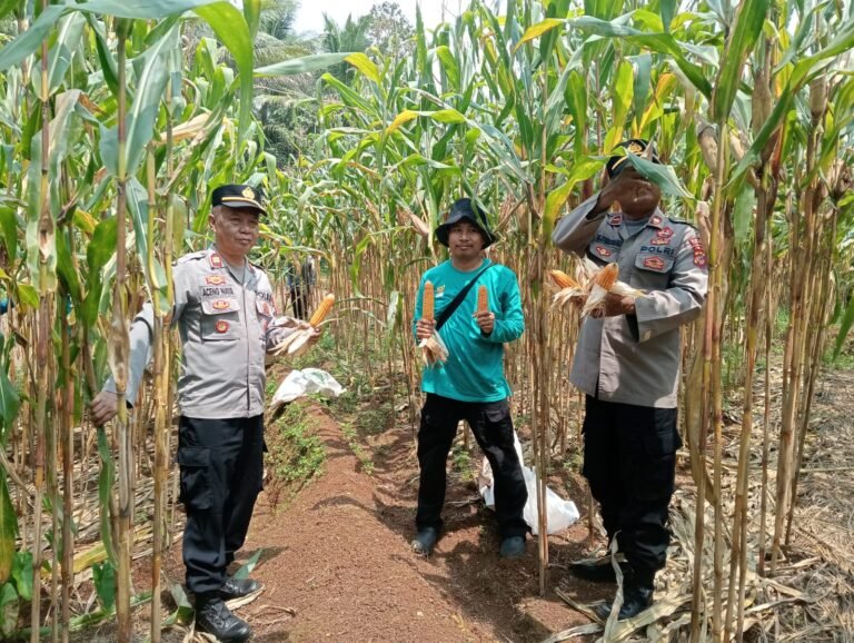 Polres Ciamis Dukung Ketahanan Pangan Lewat Panen Jagung Bersama Masyarakat di Cisaga