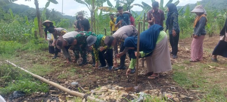 Ketahanan Pangan, Polsek Cijeungjing Polres Ciamis Ikut Tanam Jagung Bareng Poktan Saluyu 2