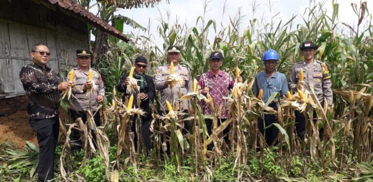 Ketahanan Pangan, Polres Ciamis Ikut Panen Jagung Bersama Poktan Sriwaringin 1