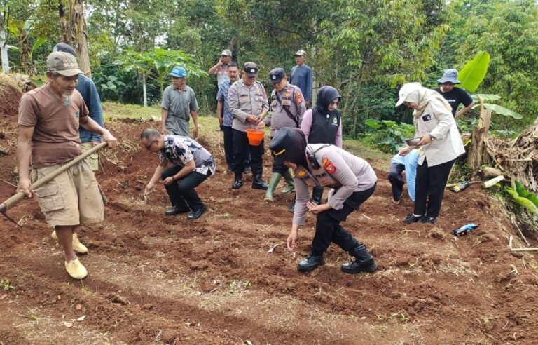 Ketahanan Pangan, Polsek Kawali Polres Ciamis Ikut Tanam Jagung Bareng Poktan Cimalayu Mukti