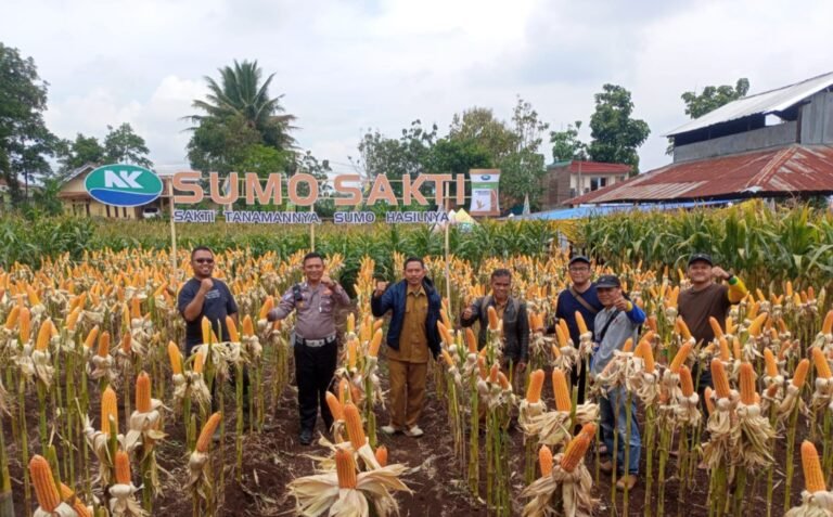 Polsek Karangpawitan Cek Panen Raya Jagung di Sindangpalay, Dukung Ketahanan Pangan Nasional