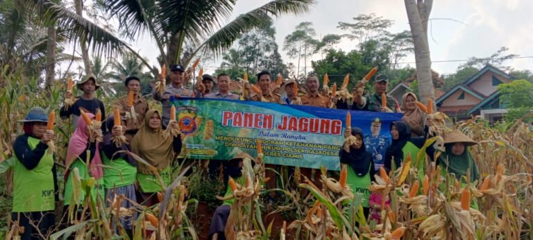 Ketahanan Pangan, Polsek Rajadesa Polres Ciamis Panen Jagung Bersama Poktan Suka Makmur