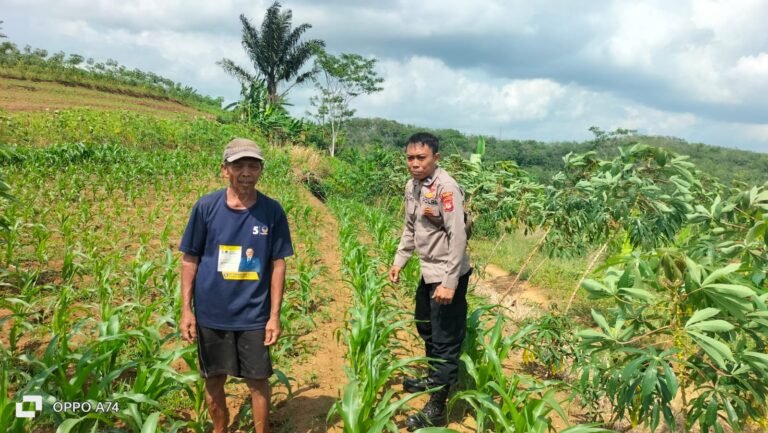 Monitoring Pertumbuhan Benih Jagung Hibrida NK306, Polri Dukung Ketahanan Pangan di Ciamis