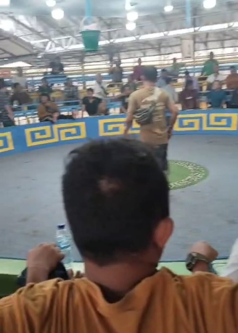 Sabung Ayam di Binjai Diduga Kuat Dapat Perlindungan Hukum: Ketika Hukum Jadi Penonton di Tanah Merah