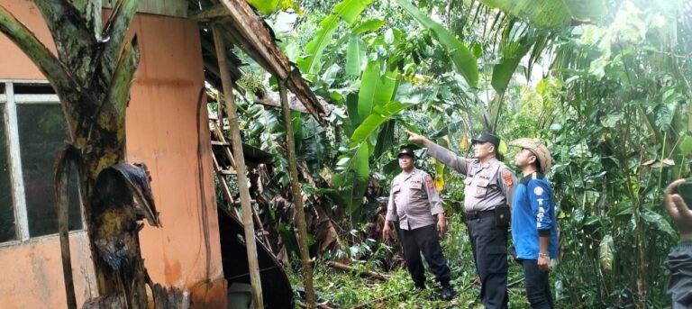 ‎Hujan Angin di Rancah Runtuhkan Rumah, Kapolres Ciamis Imbau Warga Rutin Pangkas Pohon‎‎‎CIAMIS – Hujan deras disertai angin kencang menyebabkan musibah di Kecamatan Rancah. Pada Jumat (24/10/2025) pukul 11.30 WIB, rumah milik Tatang Syarifudin (36), seorang wiraswasta yang beralamat di Dusun Kiarapayung, Desa Kiarapayung, tertimpa pohon Albu hingga mengalami rusak berat.‎‎Pohon Albu yang berada di belakang rumah korban tersebut roboh akibat cuaca ekstrem yang melanda wilayah tersebut. Meskipun tidak ada korban jiwa, insiden ini menyebabkan kerugian material yang diperkirakan mencapai Rp10.500.000,-. Saat ini, korban Tatang Syarifudin beserta keluarganya terpaksa mengungsi sementara ke rumah saudaranya.‎‎Mendapat laporan, Polsek Rancah segera menerjunkan personel untuk mendatangi Tempat Kejadian Perkara (TKP). Petugas melakukan pendataan, mencatat keterangan saksi-saksi seperti Cucu Abdul Sidiq (Perangkat Desa) dan Dudung (Ketua RT), serta bersama warga membantu mengevakuasi puing-puing pohon.‎‎Kapolsek Rancah, Iptu Wawan Ridwan, menyampaikan bahwa kejadian ini menjadi perhatian serius. Ia menegaskan kembali penekanan dari pimpinan agar Polsek jajaran aktif mengedukasi masyarakat.‎‎”Bapak Kapolres Ciamis, AKBP H. Hidayatullah, S.H., S.I.K., menekankan kepada kami untuk menghimbau warga agar meminimalkan risiko pohon tumbang, terutama karena cuaca yang tidak menentu belakangan ini,” jelas Iptu Wawan Ridwan.‎‎Warga diimbau untuk Melakukan pemangkasan rutin pada cabang pohon yang sudah mati atau tidak stabil, Menebang pohon yang sudah tua dan memiliki risiko tinggi roboh serta Memantau kondisi pohon di sekitar tempat tinggal secara berkala.‎‎Langkah cepat kepolisian dalam merespon dan mengevakuasi TKP memastikan situasi tetap aman dan kondusif, serta memberikan bantuan awal kepada korban.‎‎‎Harkamtibmas, Ciamis, Polda Jabar,