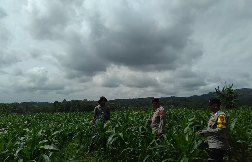 Dukung Hanpangan, Polres Ciamis Ikut Pantau Pertanian Jagung Warga Talagasari