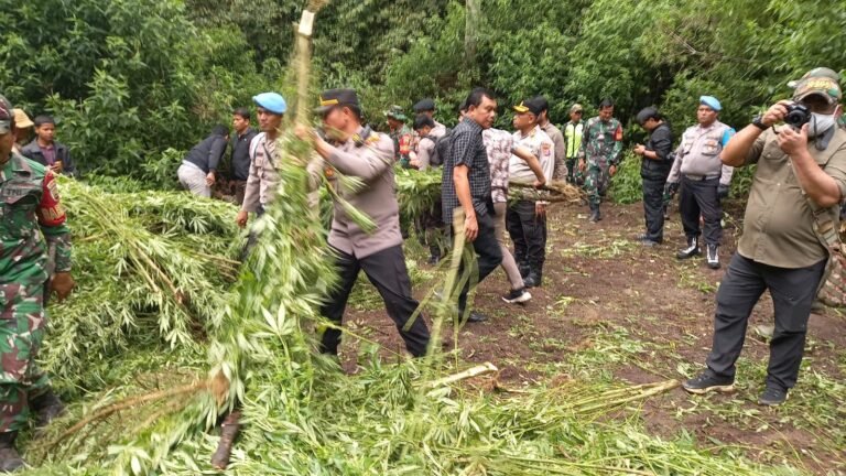 Polres Tanah Karo Bongkar Ladang Ganja di Perbukitan Pancur Batu, 400 Batang Tanaman Dimusnahkan
