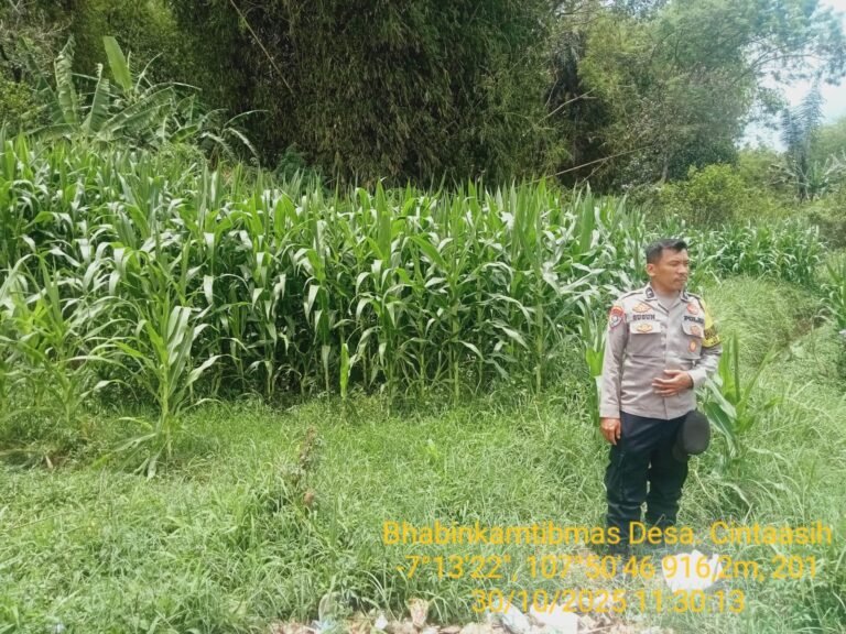 Polsek Samarang Giat Monitoring Dan Perkembangan Lokasi Lahan Non Lbs Tanaman Jagung Di Desa Cintaasih