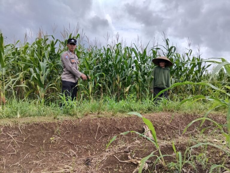 Ketahanan Pangan, Polres Ciamis Ikut Tanam Jagung Bareng Warga Desa Gegempalan