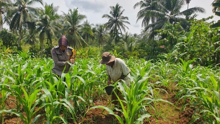 Polsek Ciamis Dukung Ketahanan Pangan Nasional, Bhabinkamtibmas Pantau Pertumbuhan Benih Jagung di Desa Pusakanagara
