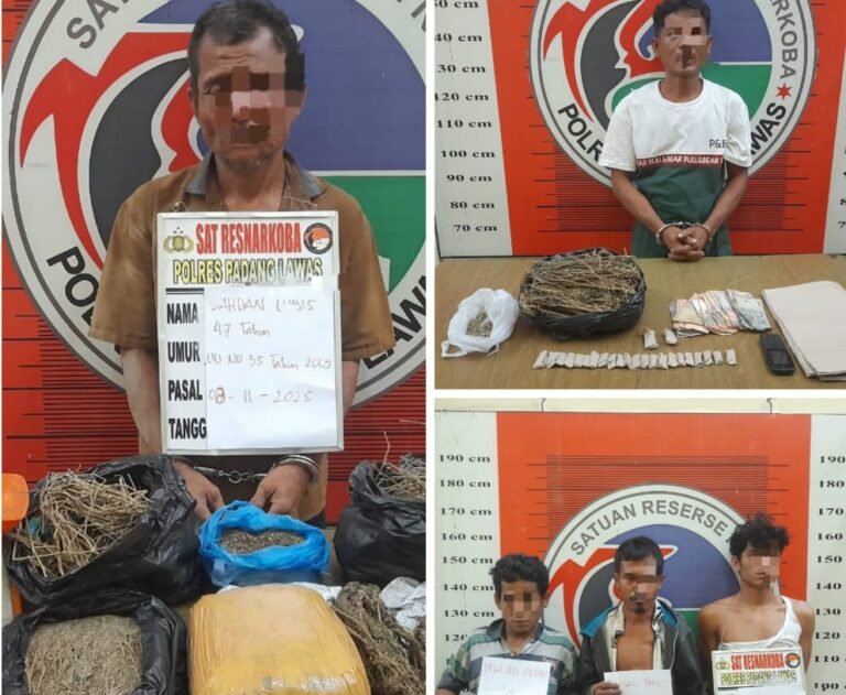 Polres Padang Lawas Ungkap Jaringan Ganja Antar Desa, Bandar dan Pengedar Ditangkap
