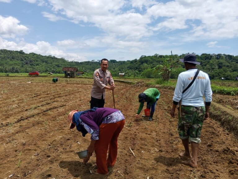 Polres Ciamis Dukung Program Ketahanan Pangan Melalui Penanaman Jagung Bersama Kelompok Tani di Desa Kepel