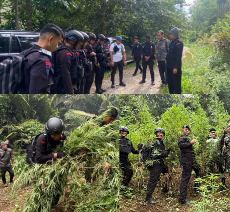 Satuan Brimob Polda Sumut Musnahkan 10 Hektar Ladang Ganja di Perbukitan Mandailing Natal