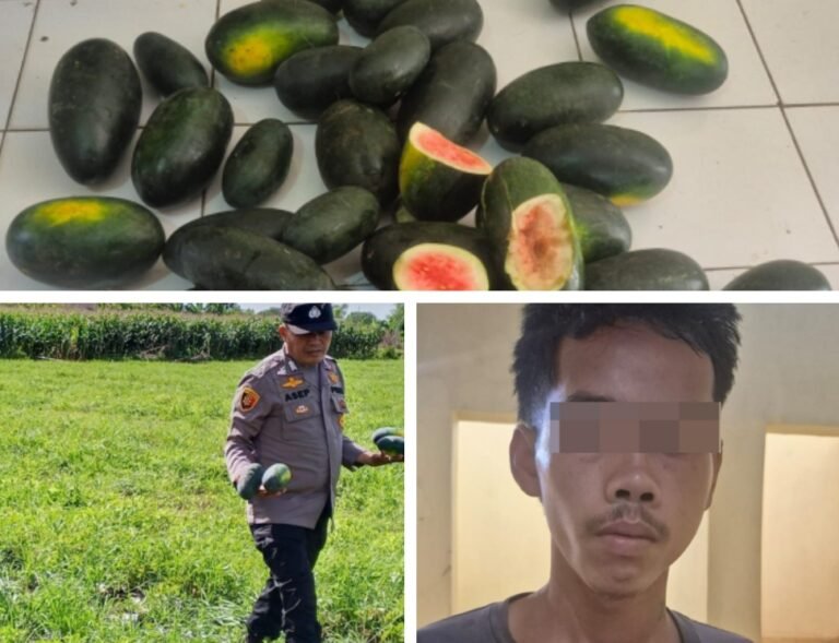 Polsek Cikelet Polres Garut Amankan Pelaku Pencurian Semangka