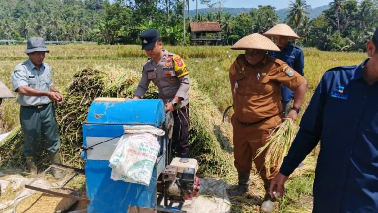 Hanpangan, Polsek Banjarsari Polres Ciamis Ikut Panen Padi Bareng Petani di Desa Banjaranyar