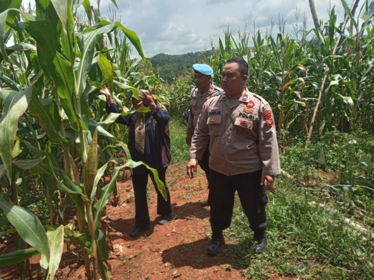 Polres Ciamis Monitoring Rencana Panen Jagung, Wujud Peran Polri Dukung Ketahanan Pangan di Sukadana