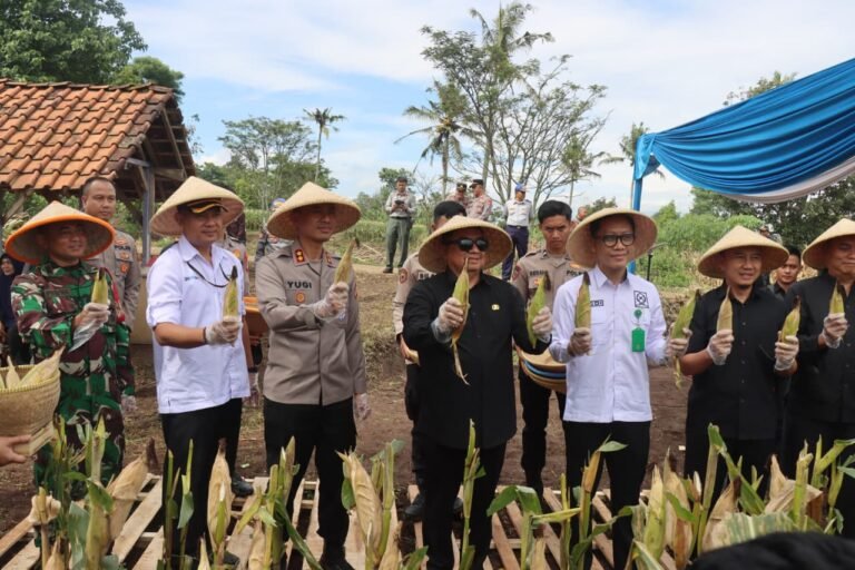 Polres Garut Panen Raya Jagung Bersama Forkopimda, Wujud Nyata Dukung Swasembada Pangan