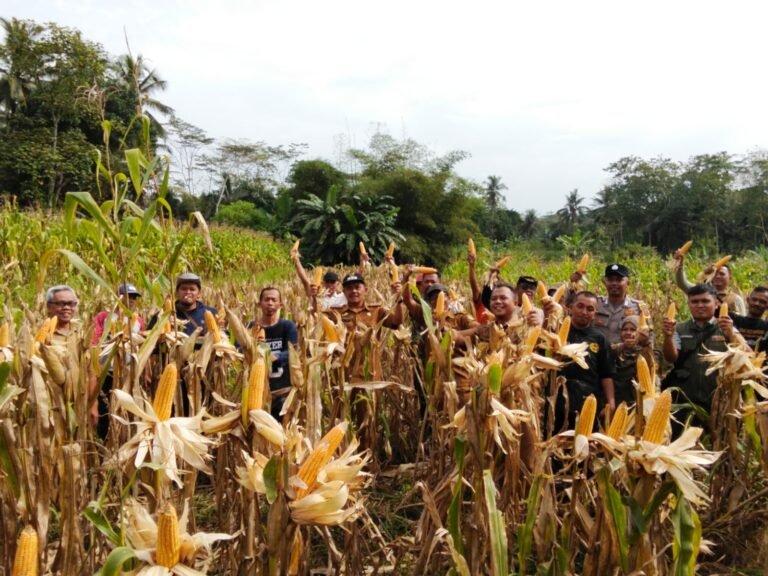 Polsek Ciamis Dampingi Panen Jagung Lahan LBS di Baregbeg, Wujud Peran Polri Dukung Ketahanan Pangan dan Kesejahteraan Petani