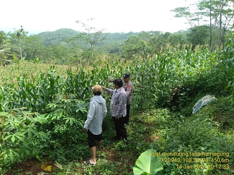 Dukung Hanpangan, Polres Ciamis Ikut Pantau Pertanian Jagung Poktan Guna Purnama 1