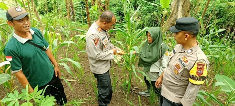 Dukung Hanpangan, Polsek Banjarsari Terus Pantau Pertanian Jagung Poktan Sumber Makmur 1