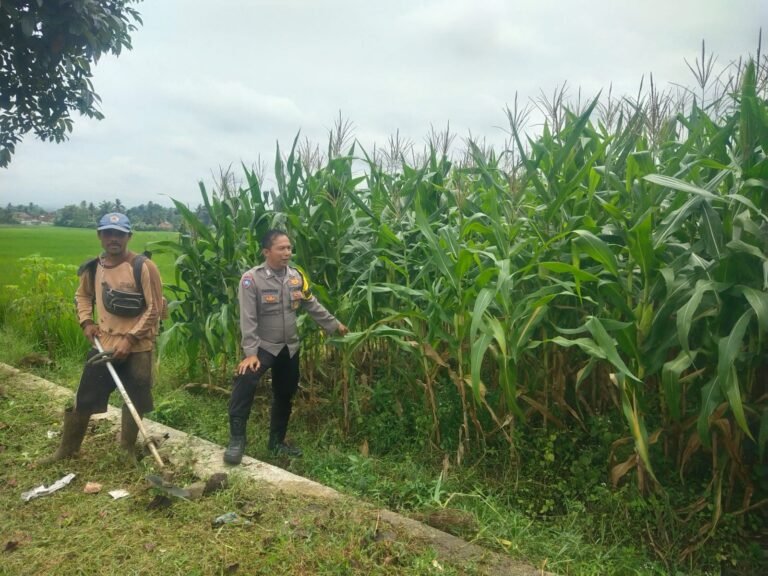 Ketahanan Pangan, Polsek Cikoneng Polres Ciamis Pantau Pertanian Jagung Warga Sukamanah