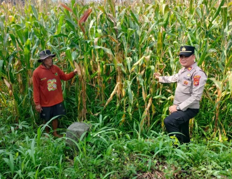 Polsek Cikoneng Perkuat Pendampingan Petani Jagung, Wujud Sinergi Polri Dukung Ketahanan Pangan